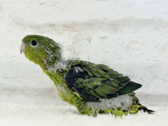 サザナミインコ