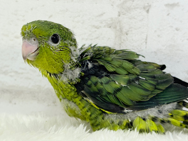 お顔も鳴き声も可愛くて癒される♡サザナミインコ(オリーブ) ヒナ