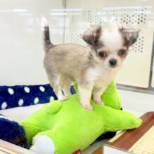 チワワ（フォーン&ホワイト）女の子♪尻尾ぶんぶん！お転婆ちゃん♪