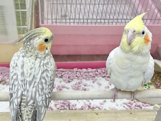 オカメインコ