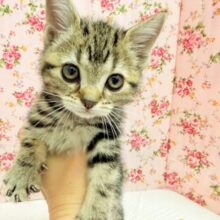 アメリカンショートヘアー（ブラウンタビー）女の子♪お喋りしてるみたいな鳴き声😼