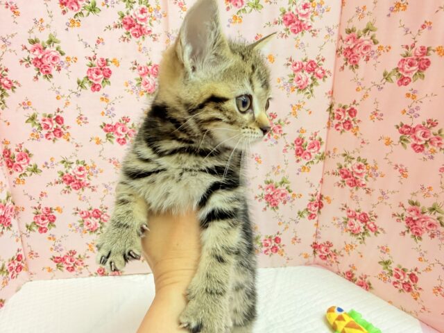 アメリカンショートヘアー(ブラウンタビー)女の子♪お喋りしてるみたいな鳴き声😼 アメリカンショートヘア