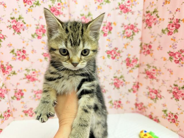 アメリカンショートヘアー(ブラウンタビー)女の子♪お喋りしてるみたいな鳴き声😼 アメリカンショートヘア