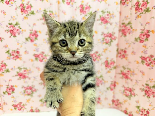 アメリカンショートヘアー(ブラウンタビー)女の子♪お喋りしてるみたいな鳴き声😼 アメリカンショートヘア