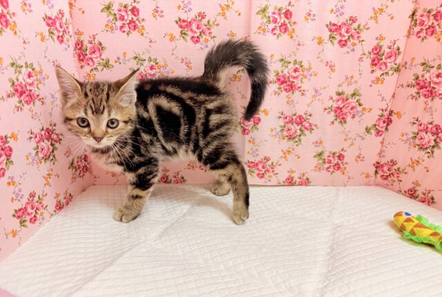 アメリカンショートヘアー(ブラウンタビー)女の子♪お喋りしてるみたいな鳴き声😼 アメリカンショートヘア