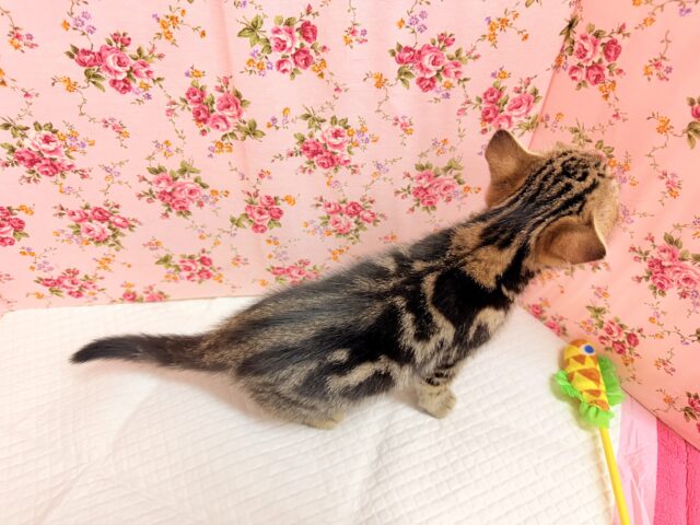 アメリカンショートヘアー(ブラウンタビー)女の子♪お喋りしてるみたいな鳴き声😼 アメリカンショートヘア