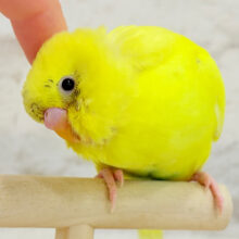 カキカキ大好き♡幸せイエロー🐣💛セキセイインコ(黄色ハルクイン) ヒナ