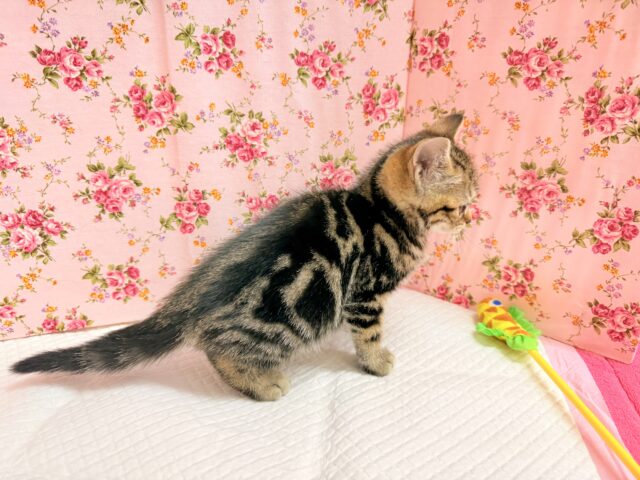 アメリカンショートヘア