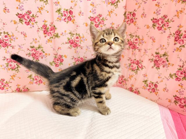 アメリカンショートヘア