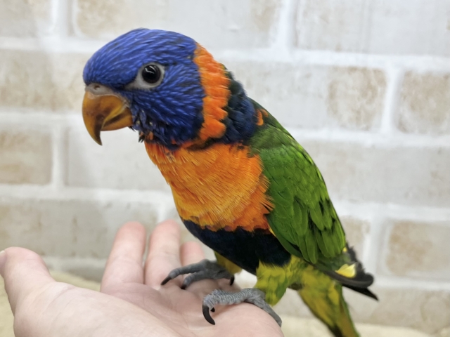 ゴシキセイガイインコ