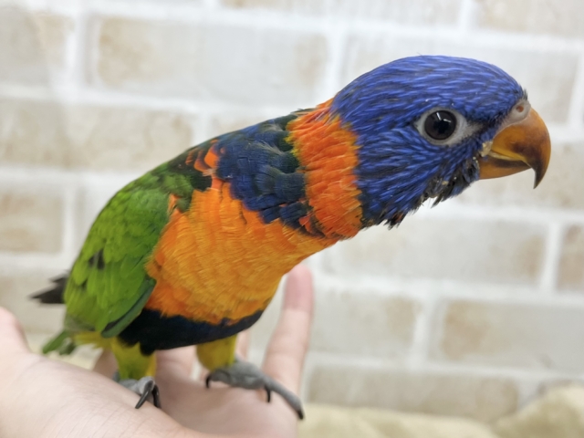 ゴシキセイガイインコ