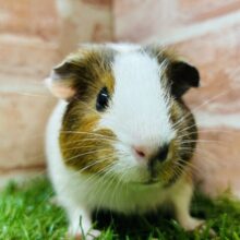 かわいい色合いのモルちゃんがやってきましたよ～💗💗　イングリッシュモルモット