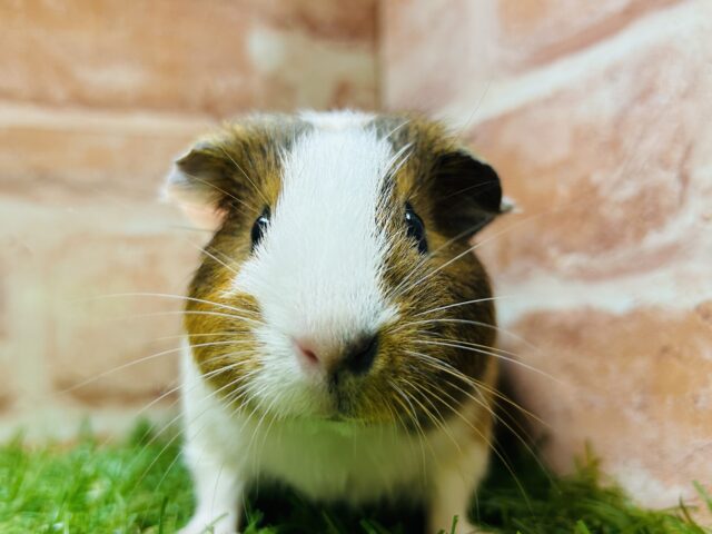 イングリッシュモルモット