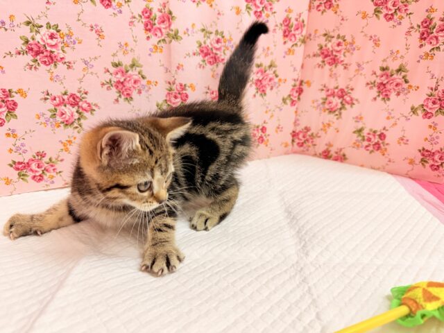 アメリカンショートヘアー(ブラウンタビー)女の子♪お喋りしてるみたいな鳴き声😼 アメリカンショートヘア