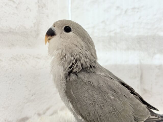 【最新画像更新🪄】大人カラーにメッロメロ🐣💖コザクラインコ(モーブ) ヒナ コザクラインコ(小桜インコ)