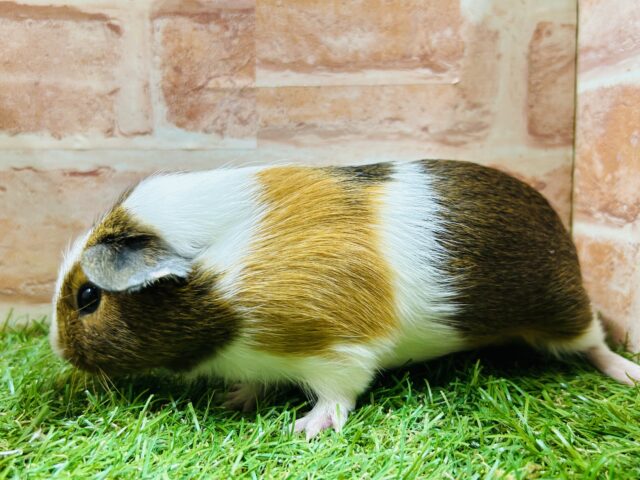 イングリッシュモルモット