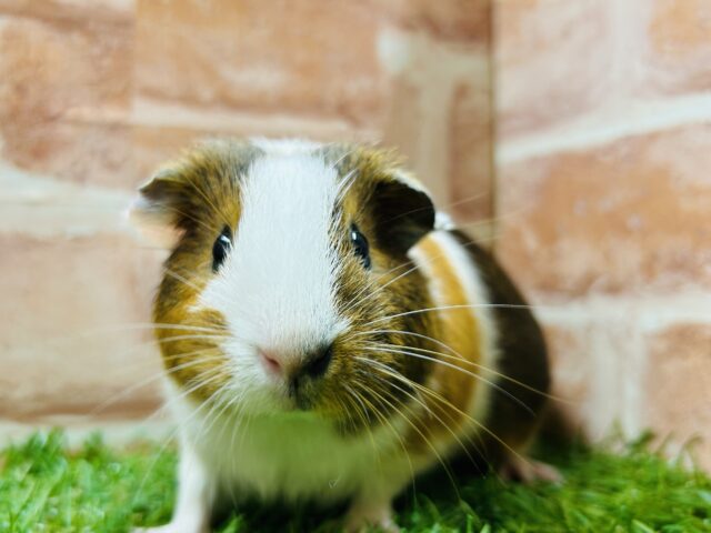 イングリッシュモルモット