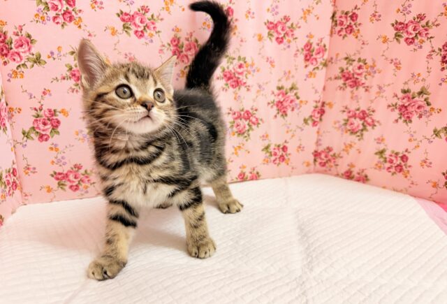 アメリカンショートヘアー(ブラウンタビー)女の子♪お喋りしてるみたいな鳴き声😼 アメリカンショートヘア