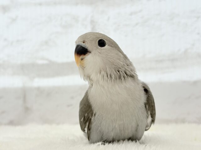 【最新画像更新🪄】大人カラーにメッロメロ🐣💖コザクラインコ(モーブ) ヒナ コザクラインコ(小桜インコ)