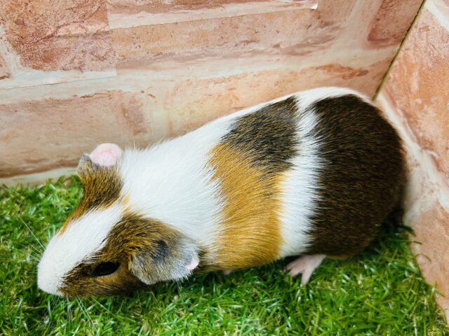 イングリッシュモルモット