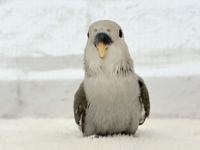【最新画像更新🪄】大人カラーにメッロメロ🐣💖コザクラインコ(モーブ) ヒナ コザクラインコ(小桜インコ)