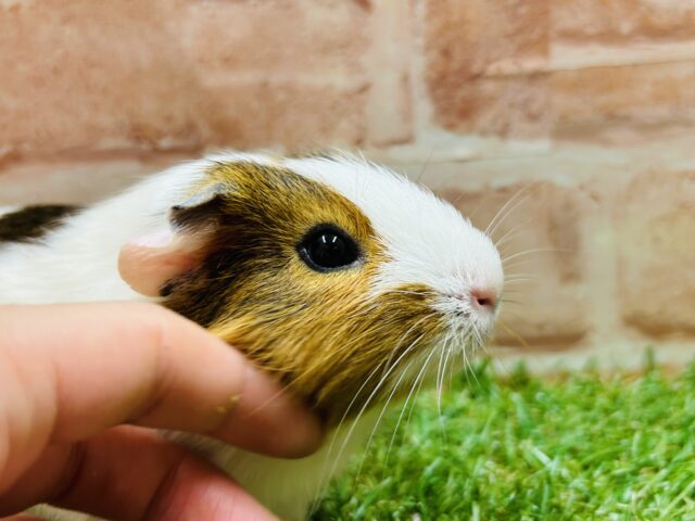 イングリッシュモルモット