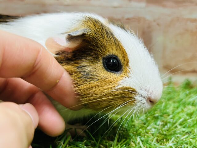 イングリッシュモルモット