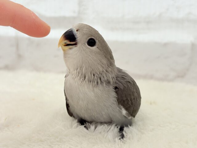 【最新画像更新🪄】大人カラーにメッロメロ🐣💖コザクラインコ(モーブ) ヒナ コザクラインコ(小桜インコ)