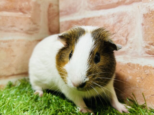 イングリッシュモルモット