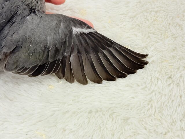 【最新画像更新🪄】大人カラーにメッロメロ🐣💖コザクラインコ(モーブ) ヒナ コザクラインコ(小桜インコ)