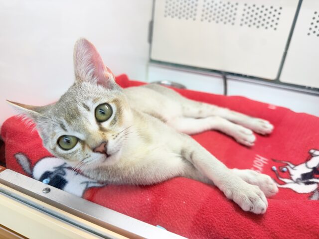 シンガプーラ(セピアアグーティ)男の子♫世界最小の猫ちゃん😼 シンガプーラ