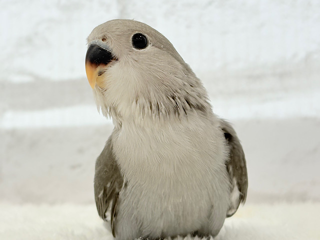 【最新画像更新🪄】大人カラーにメッロメロ🐣💖コザクラインコ(モーブ) ヒナ 【最新画像更新🪄】大人カラーにメッロメロ🐣💖コザクラインコ(モーブ) ヒナ