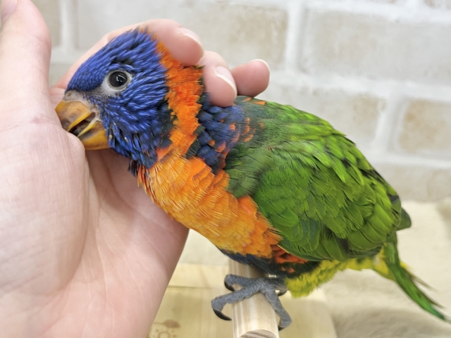 ゴシキセイガイインコ