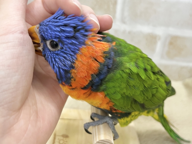 ゴシキセイガイインコ