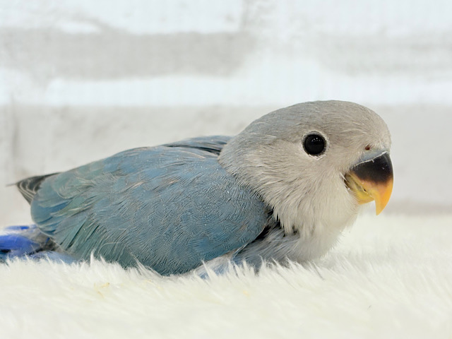 【最新画像更新🪄】未来にわくわく✨広い海カラー🐣🌊コザクラインコ(ブルー) ヒナ