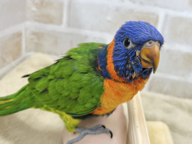 ゴシキセイガイインコ