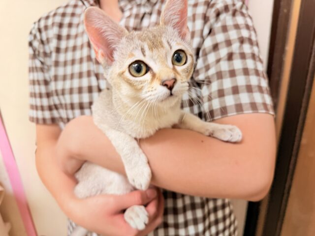 シンガプーラ(セピアアグーティ)男の子♫世界最小の猫ちゃん😼 シンガプーラ