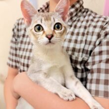 シンガプーラ（セピアアグーティ）男の子♫世界最小の猫ちゃん😼