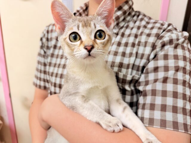 シンガプーラ（セピアアグーティ）男の子♫世界最小の猫ちゃん😼