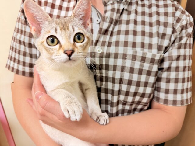 シンガプーラ(セピアアグーティ)男の子♫世界最小の猫ちゃん😼 シンガプーラ