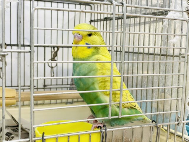 ジャンボセキセイインコ