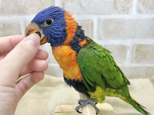 ゴシキセイガイインコ