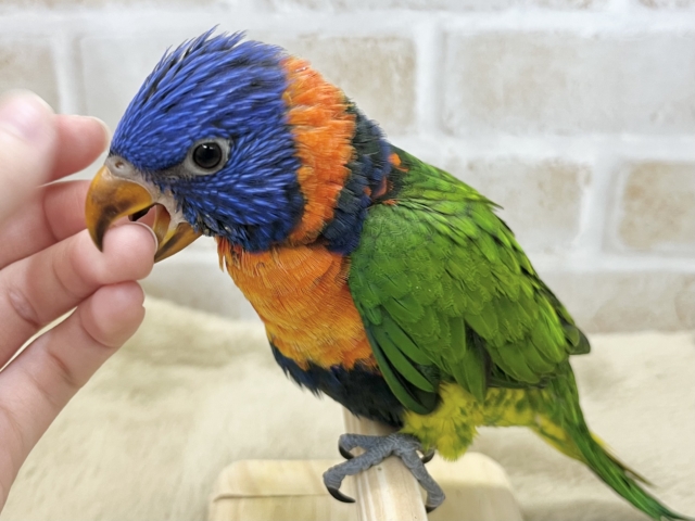 ゴシキセイガイインコ