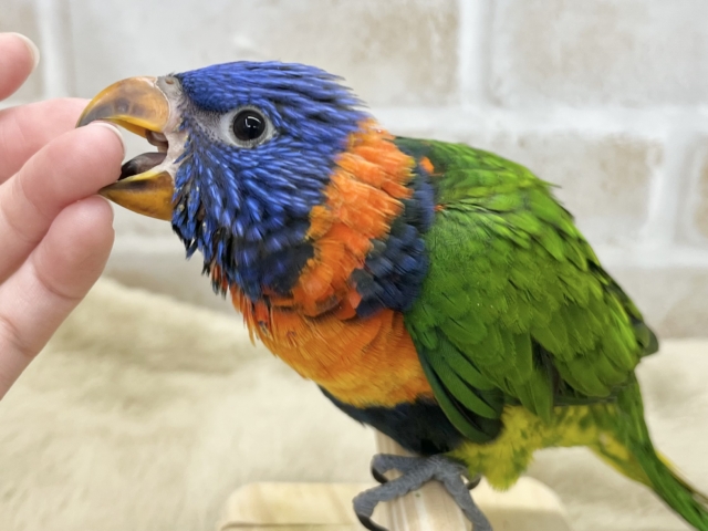 ゴシキセイガイインコ