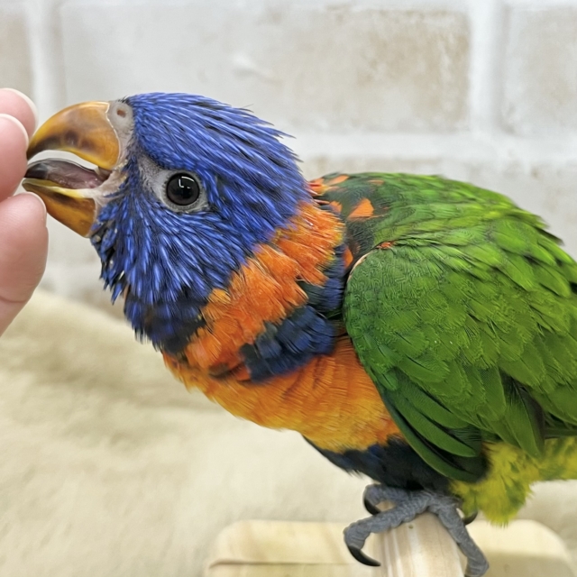 【🆙最新画像あり‼️】カラフルカラフル〜🌈🌈💕　ゴシキセイガイインコ