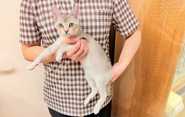 シンガプーラ(セピアアグーティ)男の子♫世界最小の猫ちゃん😼 シンガプーラ