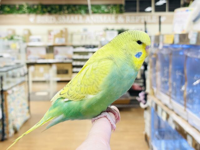 ジャンボセキセイインコ
