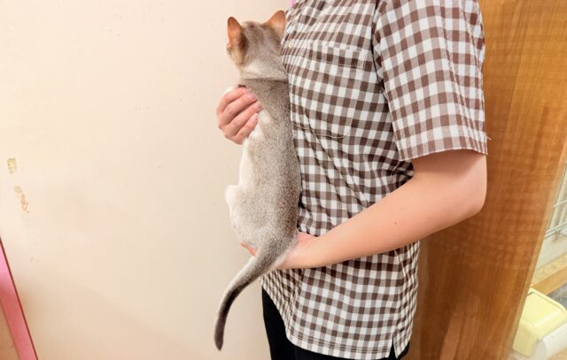 シンガプーラ(セピアアグーティ)男の子♫世界最小の猫ちゃん😼 シンガプーラ