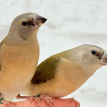 【最新画像更新🪄ひとり餌になりました‪☆】口元のキラメキはダイヤモンド〜💎.*コキンチョウ(ノーマル) ヒナ