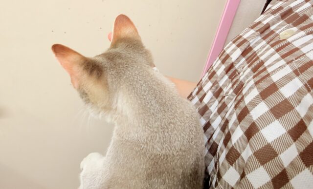 シンガプーラ(セピアアグーティ)男の子♫世界最小の猫ちゃん😼 シンガプーラ